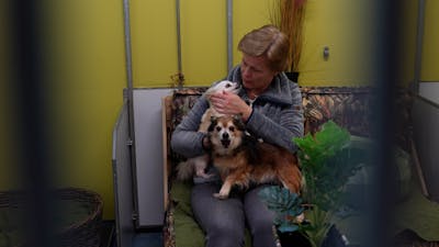 Senioren knuffelen met honden in dierenasiel Gorinchem