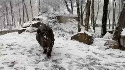 Neushoorn rolt door de sneeuw in Beekse Bergen