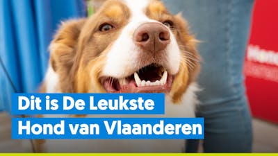 Finale 'De Leukste Hond van Vlaanderen' 2022