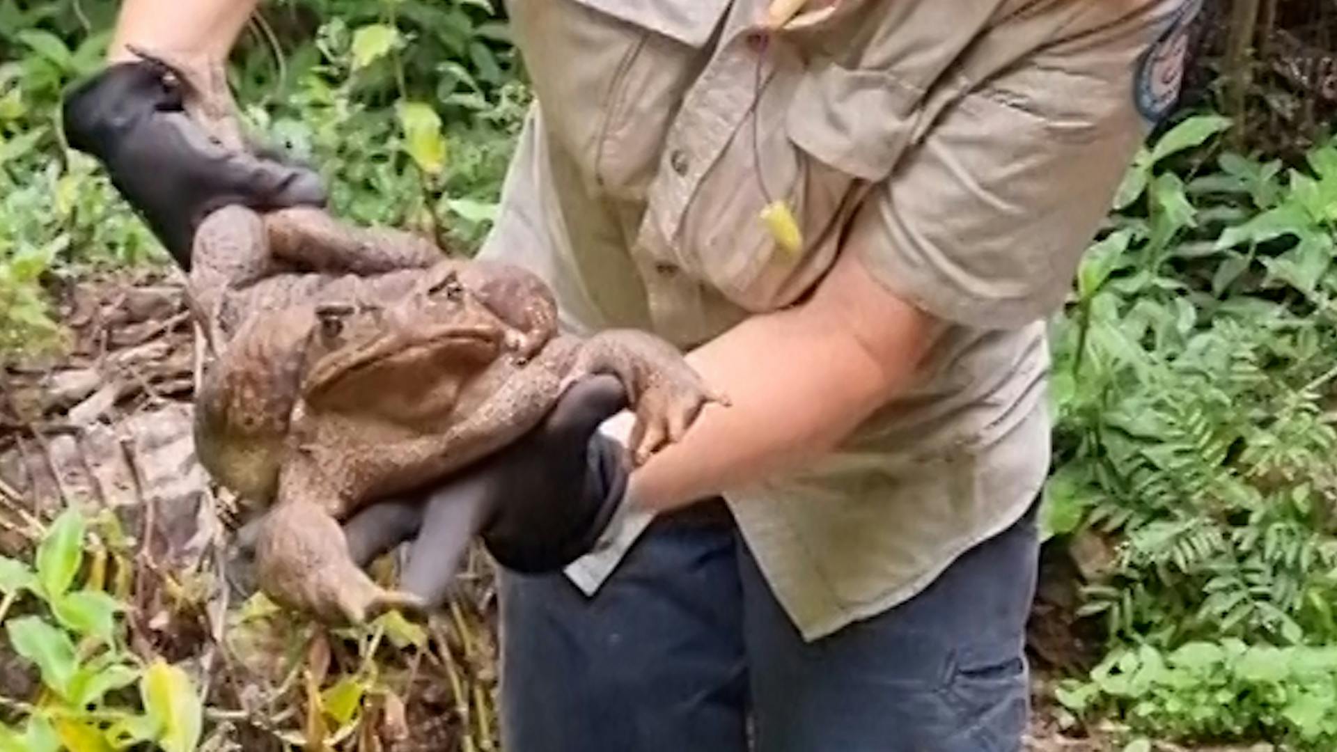 Rangers vinden gigantische reuzenpad in Australië