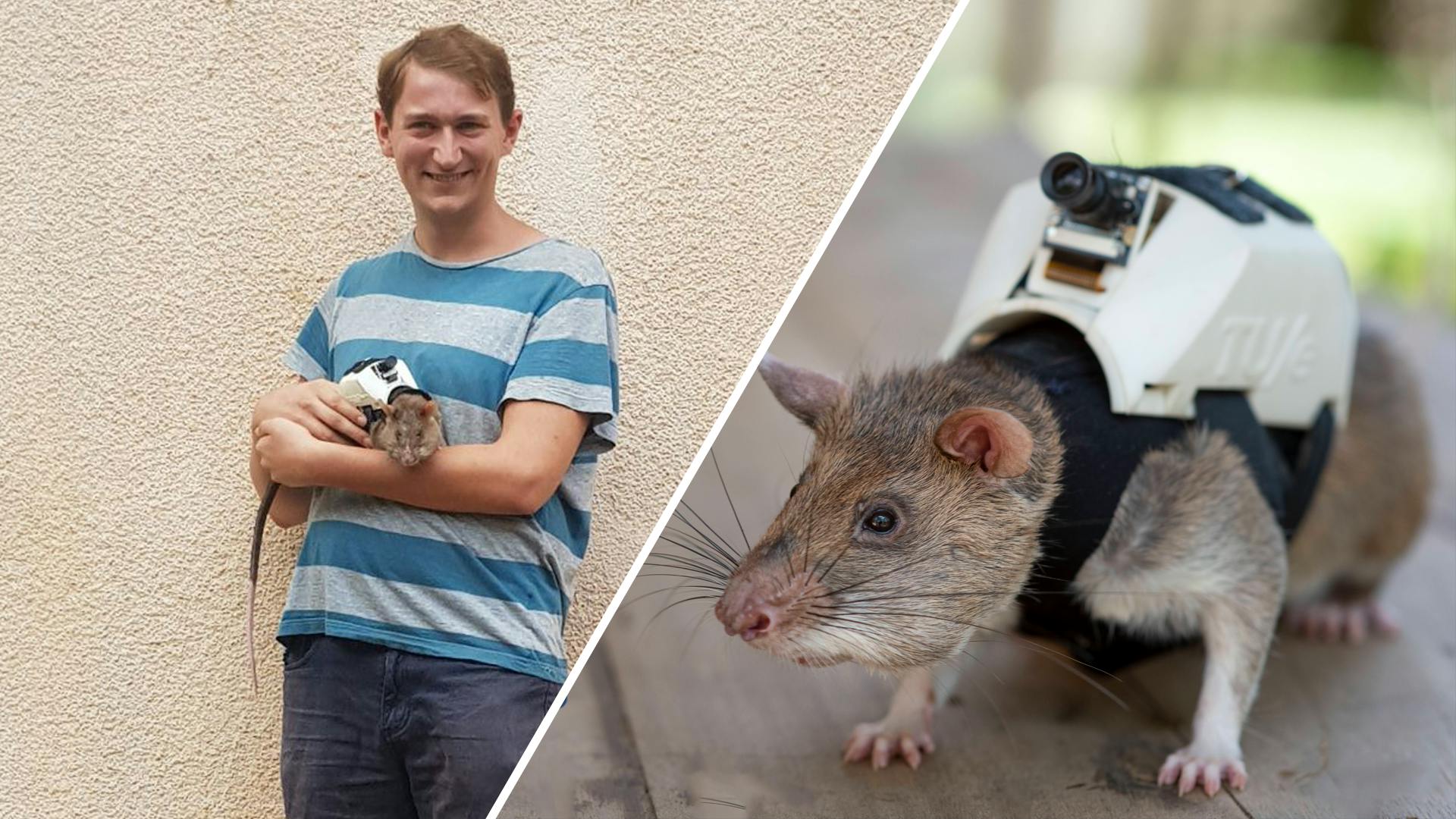jongen Gevangene Boven hoofd en schouder Gered door een rat: deze ratten speuren naar mensen in nood