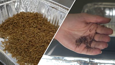 Eet smakelijk: astronauten op Mars gaan deze meelwormen eten