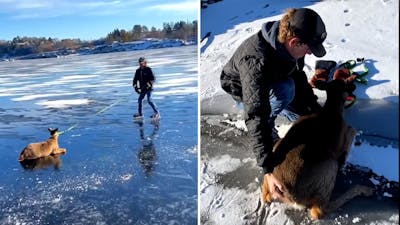 Man redt hert dat vastzit op bevroren meer in Canada