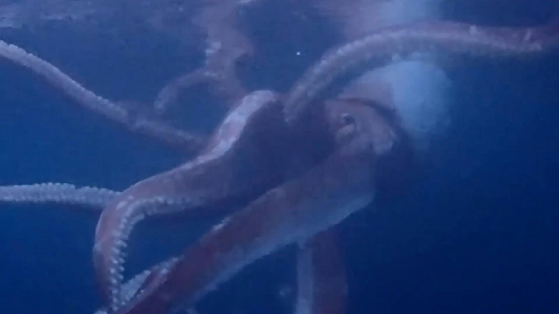 Japanse duiker maakt zeldzame beelden van reuzeninktvis foto