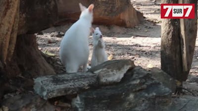 Naissance rare d'un wallaby albinos en Thaïlande