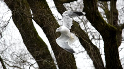 Meeuw hangt aan visdraad in boom in Tilburg