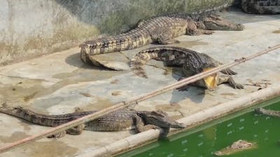 Des crocodiles affamés abandonnés dans une ferme