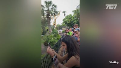 Un homme saute dans un enclos rempli d'alligators en Floride