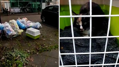 Katje tussen afval gedumpt in Kampen