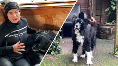 Hond Black is misschien wel de oudste hond van Nederland!