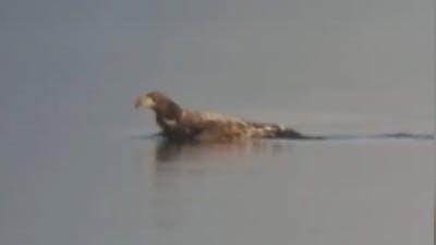 Kletsnatte zeearend zwemt door Biesbosch na vangst meerkoet