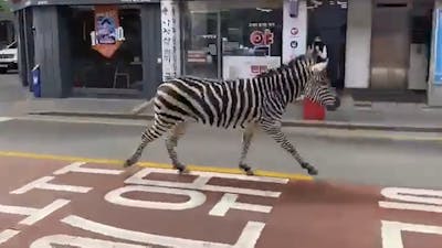 Ontsnapte zebra draaft door straten van Seoel