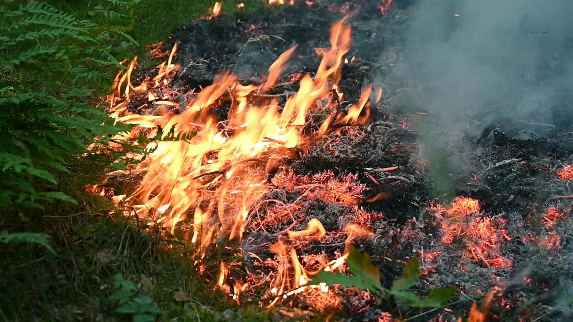 Brand In Bosgebied Oisterwijk, Vuur Onder Controle