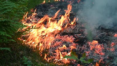 Brand in bosgebied Oisterwijk, vuur onder controle