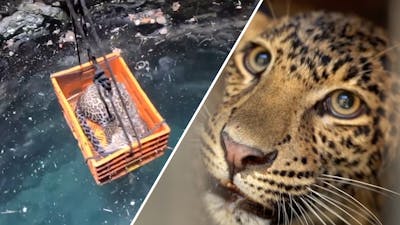 Indiërs redden luipaard uit 25 meter diepe put