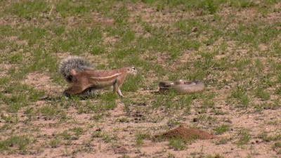 Dappere papa-eekhoorn jaagt slang weg van nest