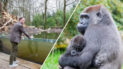 Apenheul verleidt aapjes in nieuw gebied te gaan zwemmen