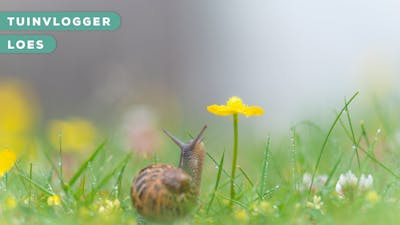 Tuinvlogger Loes: “Zó houd je slakken bij planten weg”