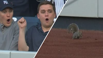 Eekhoorn verstoort honkbalwedstrijd van New York Yankees