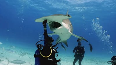 Un plongeur téméraire nourrit un énorme requin à la main