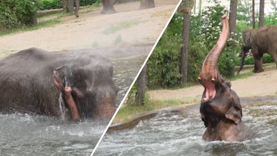 Olifant in Burgers' Zoo geniet van verkoelend bad
