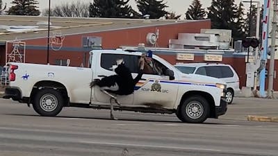 Canadese politie jaagt op loslopende struisvogel