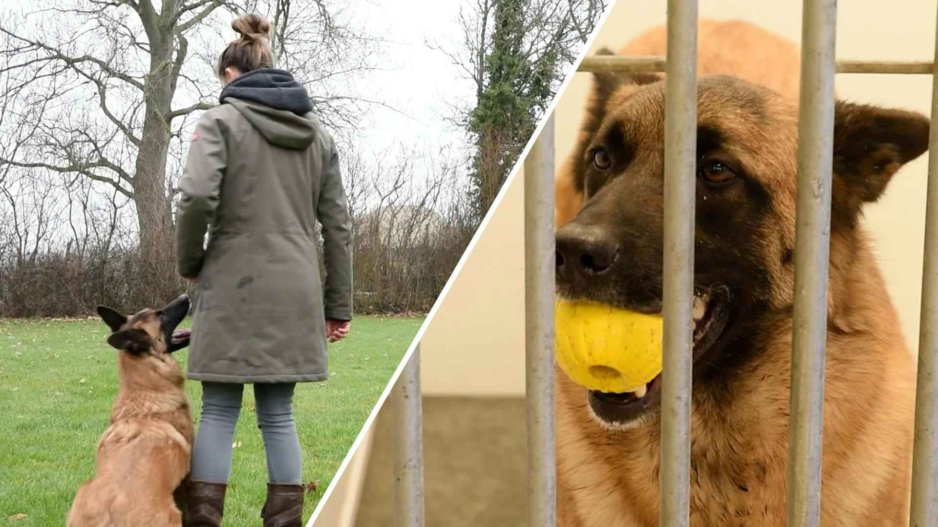 Marije En Speurhond Sky Willen Beste Van Nederland Worden