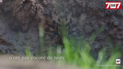 Naissance rare de jumeaux léopards de l'Amour