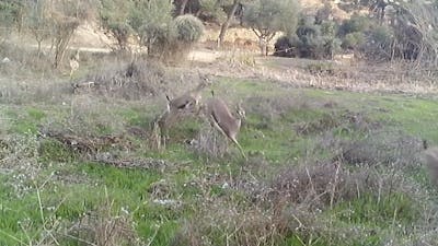 Wildcamera filmt tientallen bedreigde gazelles in Jeruzalem