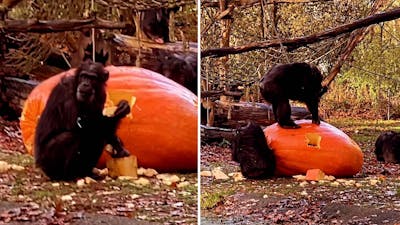 Chimpansees in Burgers' Zoo genieten van reuzenpompoen