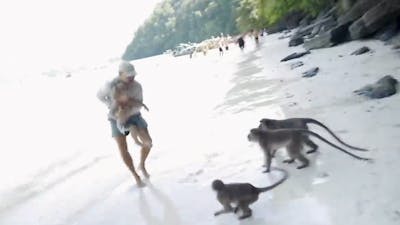 Groep apen valt gezin aan op Thais strand