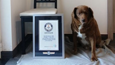 Bobi is volgens Guinness World Record oudste hond ter wereld