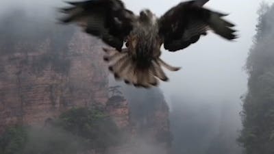 Roofvogel in China grijpt drone en vliegt ermee weg