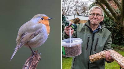 Nationale Tuinvogeltelling: zo lok je vogels naar je tuin