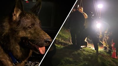 Brandweer redt hond na val in metersdiepe put in VS