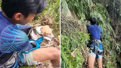 Hond gered van steile klif door vrijwilligers in Maleisië