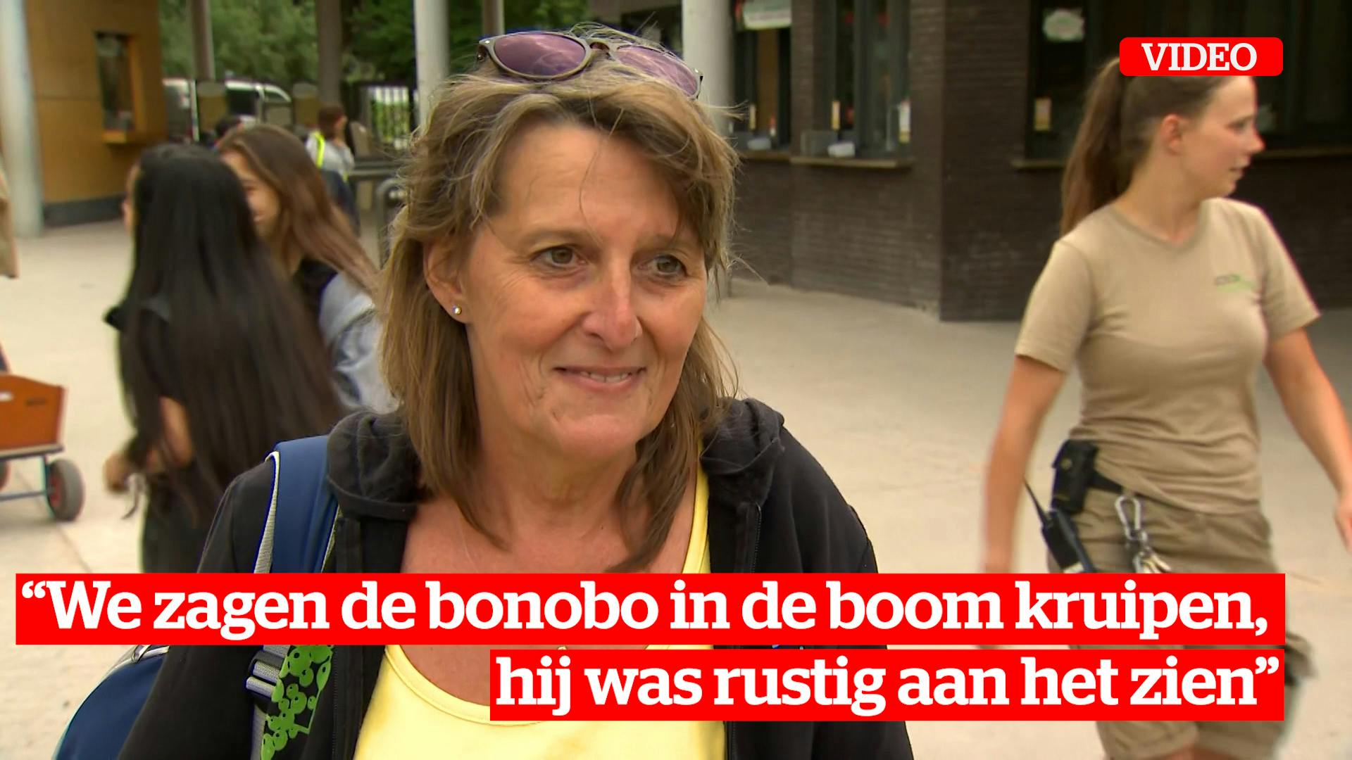 Ooggetuige Vertelt Over Ontsnapping Bonobo