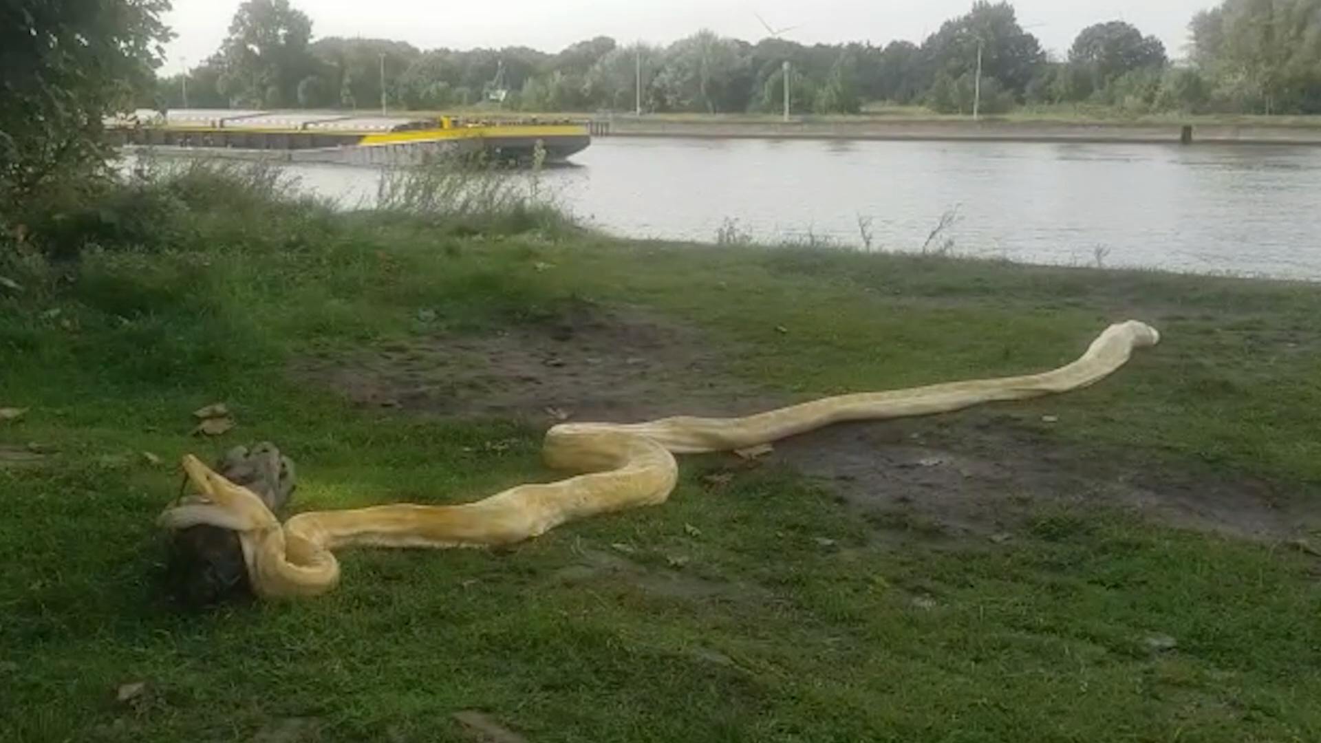 Vrienden vissen vier meter dode slang uit kanaal in België afbeelding