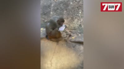 Un singe voleur goûte ce téléphone tombé dans l'enclos