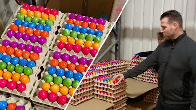 Flinke klus: 200.000 gekleurde paaseieren inpakken