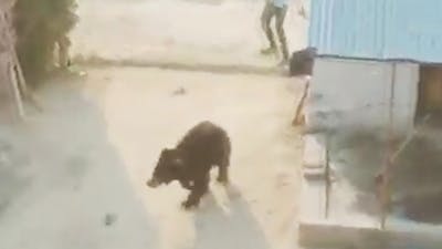 Un ours agressif sème la panique dans un village en Inde