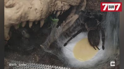 Une tarentule dépose des milliers d'œufs dans sa toile