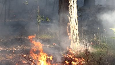 Mogelijk tweede keer brandstichting in Oisterwijkse bossen