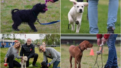 Superschattig: leergierige puppy’s gaan tekeer in Enschede