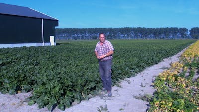 Boer Rudi Cammaert: 'Planten telen is topsport'