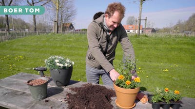 5x tips van boer Tom voor succesvol tuinieren in potten