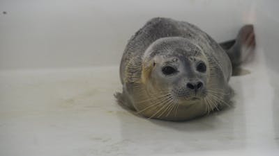 Een kijkje bij zeehondenopvang A Seal in Stellendam