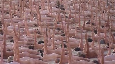 Australiërs naakt op strand voor strijd tegen huidkanker