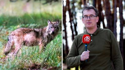 Wie is er bang voor de wolf in de Veluwse bossen?