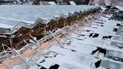 Freesiakwekerij Naaldwijk ziet kas instorten door de sneeuw